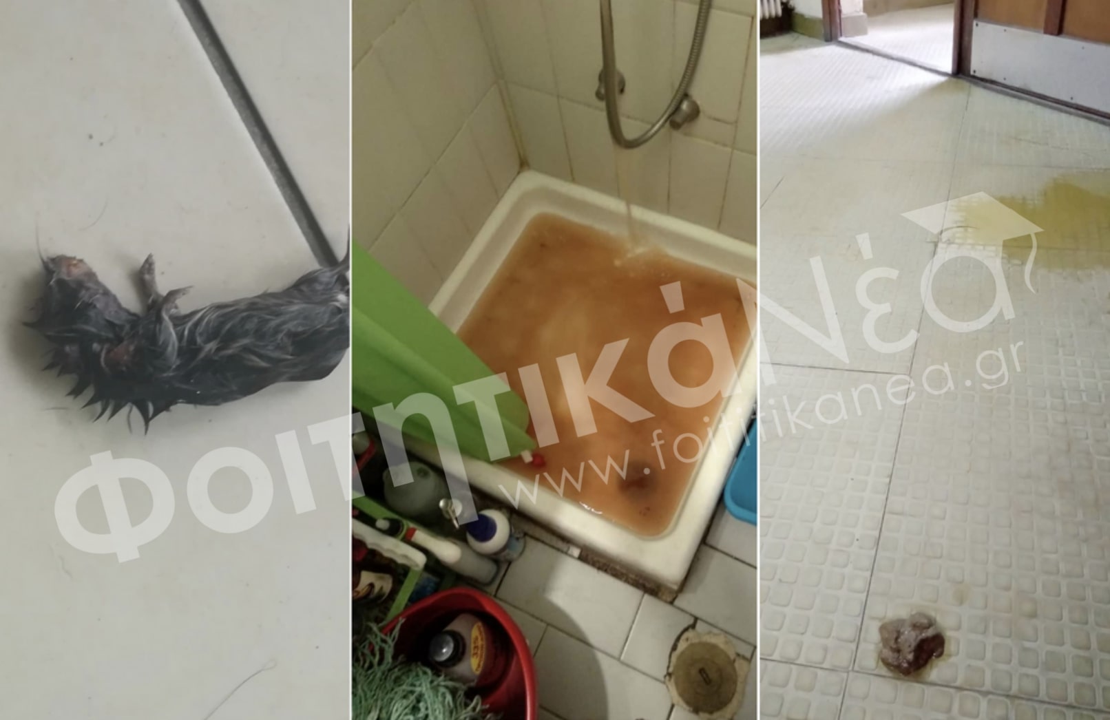 Εικόνες ντροπής στις φοιτητικές εστίες Κομοτηνής - Τι καταγγέλλουν φοιτητές (ΦΩΤΟ)