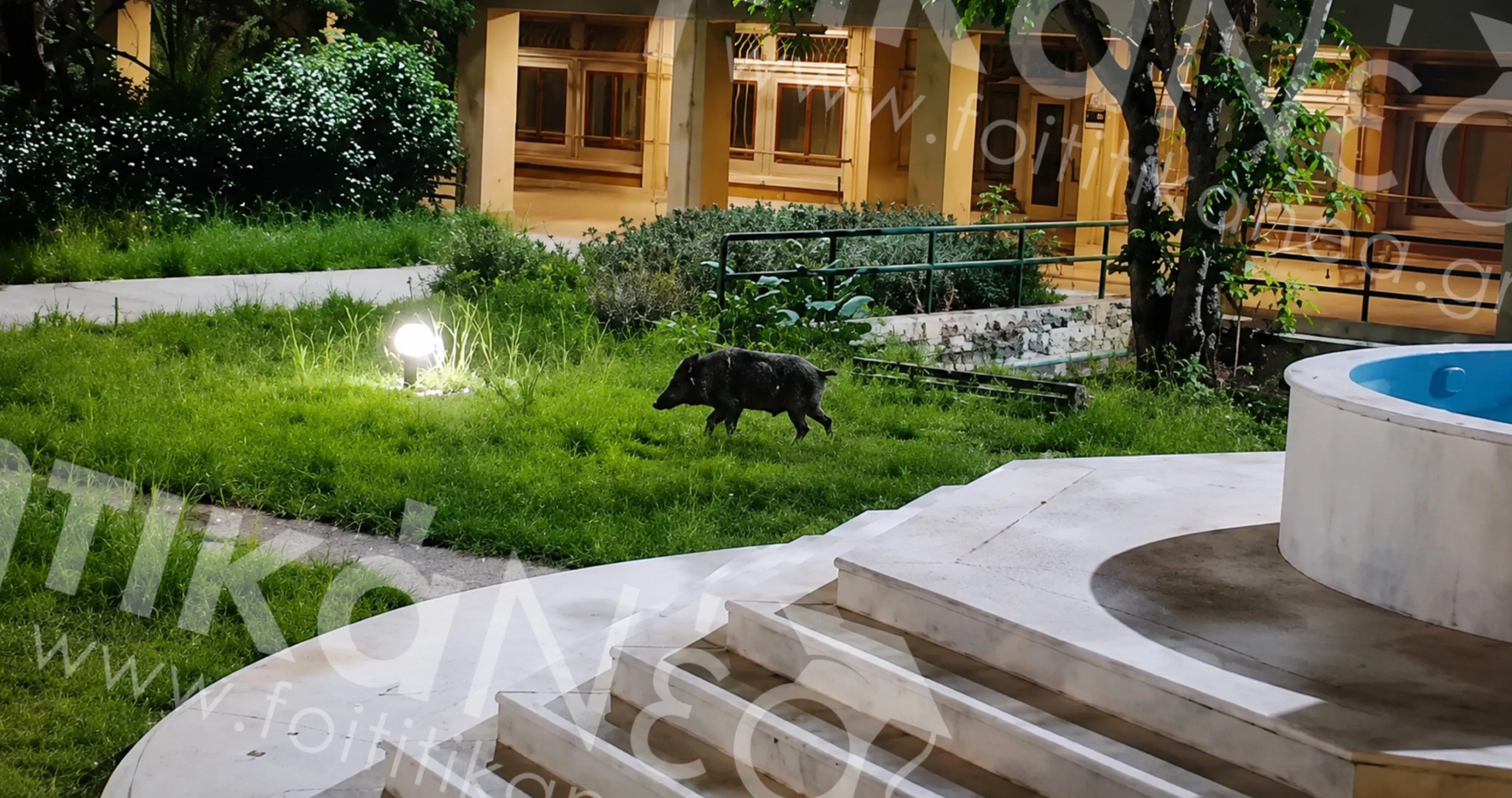 Αγριογούρουνα "εισέβαλαν" στο Πανεπιστήμιο Πατρών και προκάλεσαν αναστάτωση σε φοιτητές (ΒΙΝΤΕΟ)